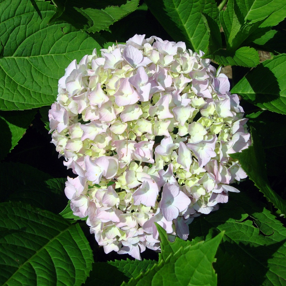 Meet your Posher, Ailin